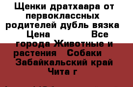 Щенки дратхаара от первоклассных  родителей(дубль вязка) › Цена ­ 22 000 - Все города Животные и растения » Собаки   . Забайкальский край,Чита г.